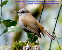 Black-billed Nightingale-Thrush - Catharus gracilirostris