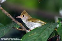 White-bellied Yuhina - Yuhina zantholeuca