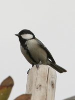 Great Tit - Parus major