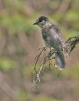 Gray Jay - Perisoreus canadensis