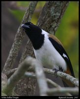 White-bellied Treepie - Dendrocitta leucogastra