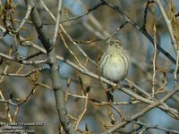 European Serin - Serinus serinus