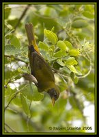 Guira Tanager - Hemithraupis guira