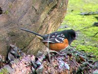 Spotted Towhee - Pipilo maculatus