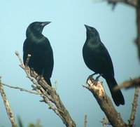 Melodious Blackbird - Dives dives