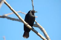 Shiny Cowbird - Molothrus bonariensis