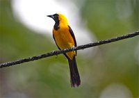 Yellow-backed Oriole - Icterus chrysater