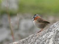 Cinnamon flycatcher (Pyrrhomyias cinnamomea)