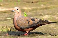 Torcaza - Eared Dove Zenaida auriculata