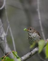 Hermit Thrush