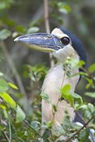 Boat-billed Heron (Cochlearius cochlearis)