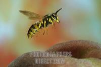 German wasp ( Vespula germanica ) at a peach stock photo