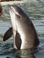 Phocoena phocoena, Harbour porpoise