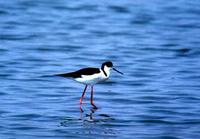 Black-winged Stilt