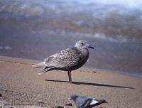 수리갈매기 (Glaucous-Winged Gull) Larus glaucescence