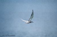 제비갈매기 Common-Tern  Sterna hirundo longipennis