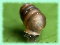 Truncatellina arcyensis (Klemm,