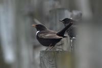 Turdus torquatus