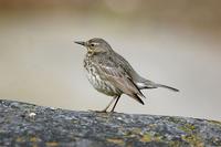 Anthus petrosus