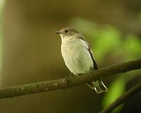 Collared Flycatcher (Ficedula albicollis)