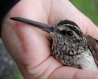 Broad-billed Sandpiper (Limicola falcinellus)