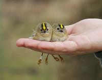 Goldcrests (Regulus regulus)