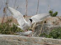 Common Terns (Sterna hirundo)