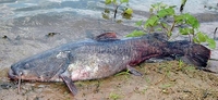 Flathead Catfish Pylodictis olivaris