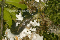 : Bolitoglossa pesrubra