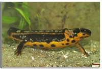 : Cynops ensicauda popei; Sword-tailed Newt