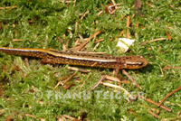 : Eurycea cirrigera; Southern Two-lined Salamander