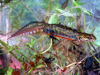 : Lissotriton montandoni; Carpathian Newt