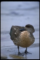 : Anas specularioides; Crested Duck