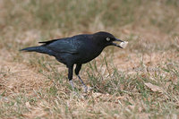 : Euphagus cyanocephalus; Brewer's Blackbird