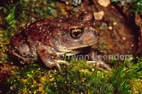 : Scaphiopus holbrookii; Eastern Spadefoot