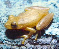 : Scinax flavidus