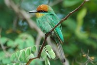 : Merops boehmi; Bohm's Bee-eater