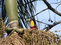 : Ramphastos dicolorus; Tucano-de-bico-verde