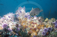 : Embiotoca jacksoni; Black Surfperch;