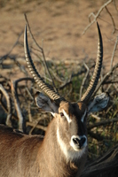 : Kobus ellipsiprymnus ellipsiprymnus; Common Waterbuck