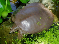 : Apalone spinifera; Spiny Softshell