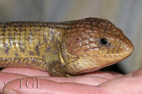 : Barisia imbricata; Imbricate Alligator Lizard