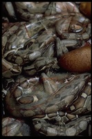 : Boa constrictor imperator; Columbian Boa