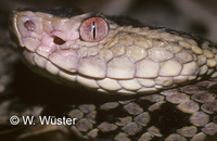 : Bothrops brazili; Brazil's Lancehead