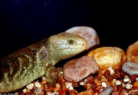 : Corucia zebrata; Prehensile-Tailed Skink