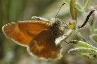 : Coenonympha tullia; Ochre Ringlet