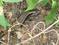 : Eulamprus quoyii; Eastern Water Skink