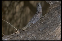 : Oplurus cyclurus