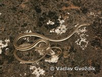 : Psammophis schokari