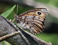 : Oeneis chryxus ssp. ivallda; California Arctic